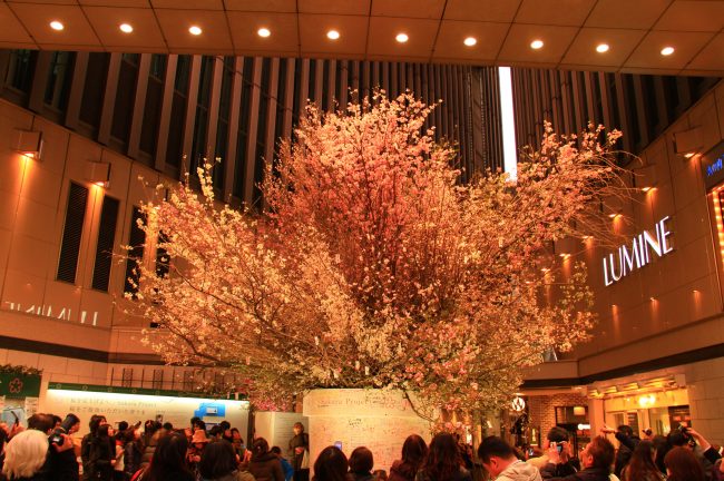 「桜を見上げよう。」Sakura Project