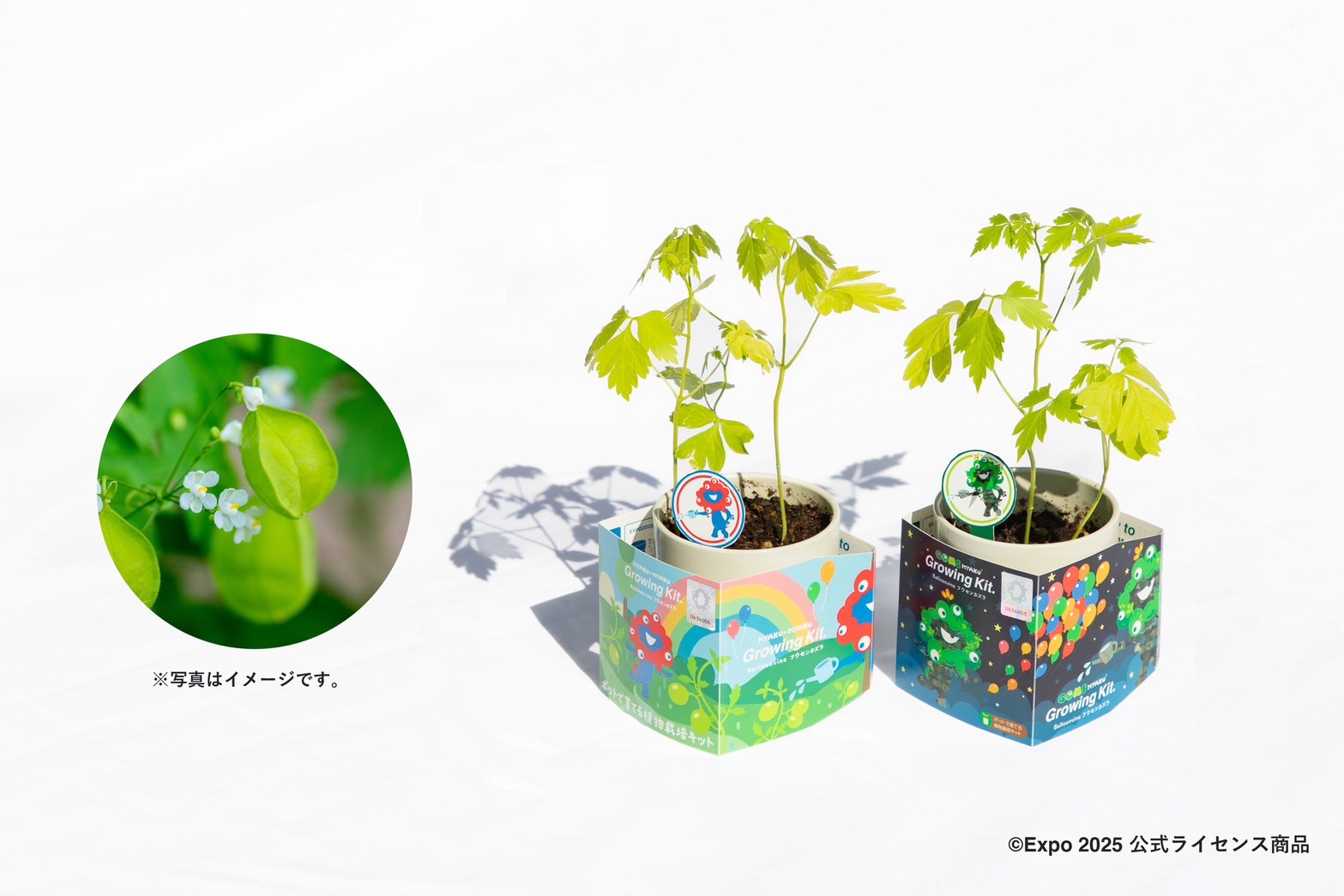 現品　ミヤマウズラ・緑雲、７，５ｃｍ鉢作りこみ　６－２８－２★★